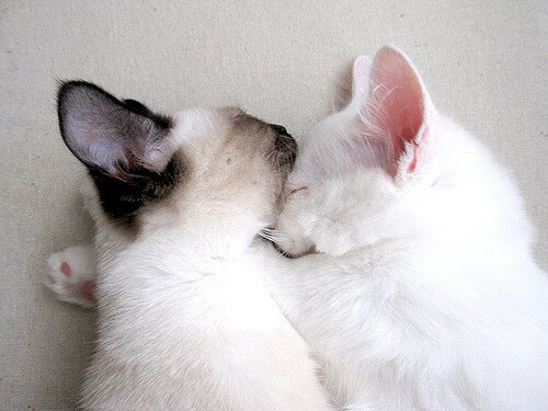 意甲阵地战：一波接一波的防守反击战术演练，意大利足球防守反击打法